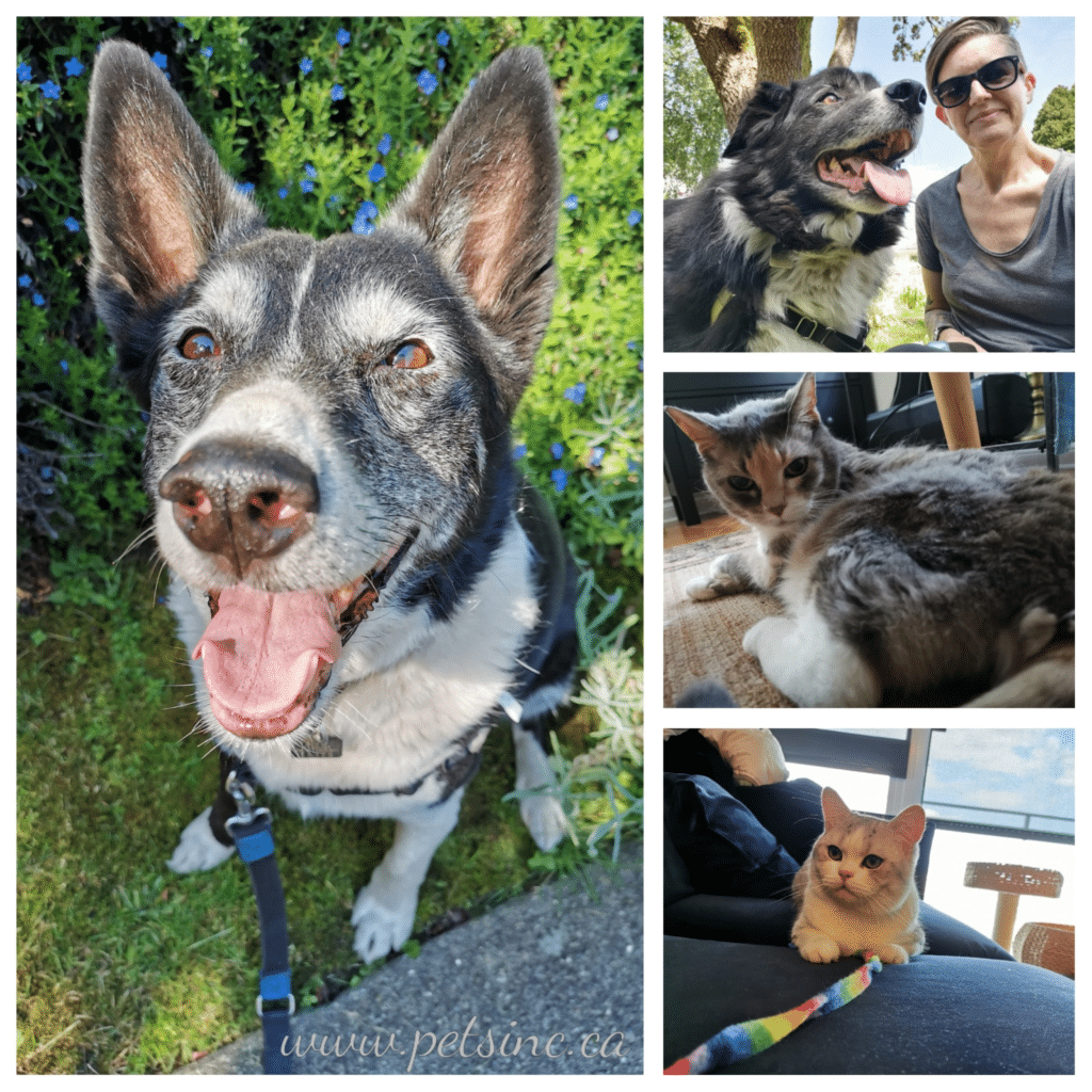 Collage of pets cared for by Pets Inc Vancouver